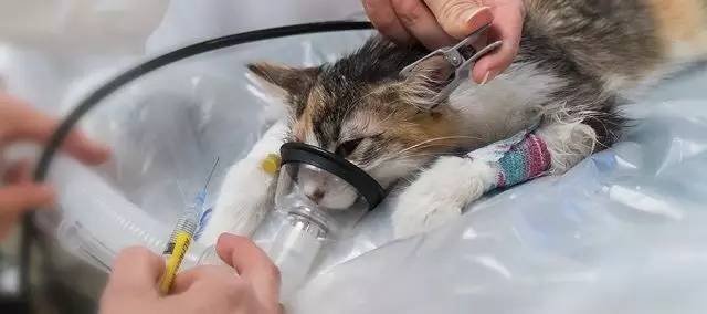 宠物整形手术背后的残忍你见过吗,宠物美容技术的手法有哪几种