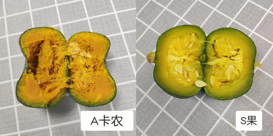 <html>
<head><title>502BadGateway</title></head>
<body>
<center><h1>502BadGateway</h1></center>
<hr><center>nginx</center>
</body>
</html>
<!--apaddingtodisableMSIEandChromefriendlyerrorpage-->
<!--apaddingtodisableMSIEandChromefriendlyerrorpage-->
<!--apaddingtodisableMSIEandChromefriendlyerrorpage-->
<!--apaddingtodisableMSIEandChromefriendlyerrorpage-->
<!--apaddingtodisableMSIEandChromefriendlyerrorpage-->
<!--apaddingtodisableMSIEandChromefriendlyerrorpage-->
