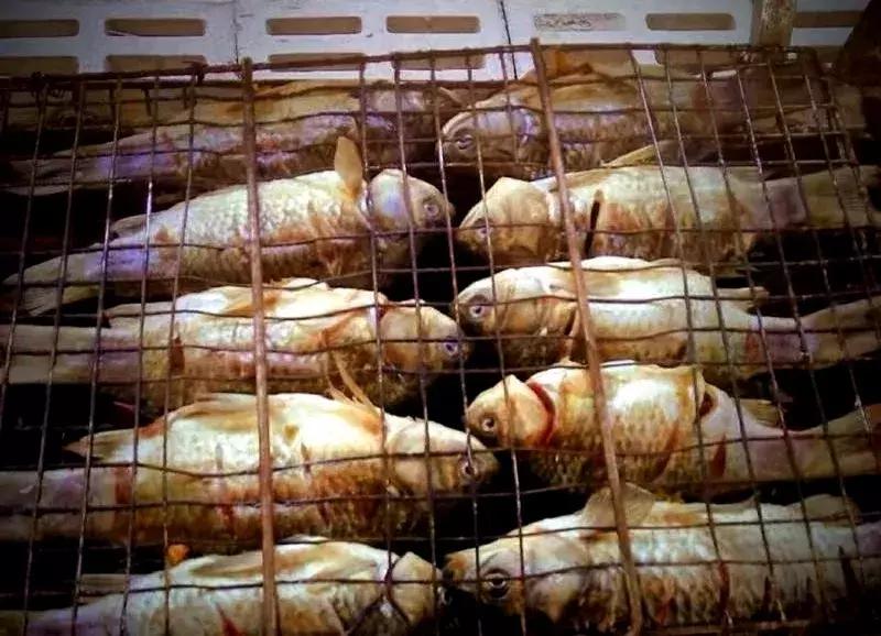 都江堰景区钓鱼地点推荐,都江堰垂钓好去处