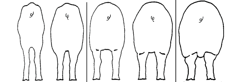 养猪母猪有炎症一招搞定,猪场常用7种母猪诱情措施