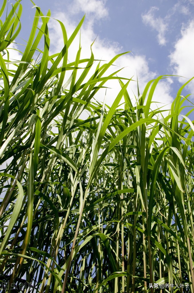 自繁自养养50头牛一年多少利润,种20000亩地养5000头牛