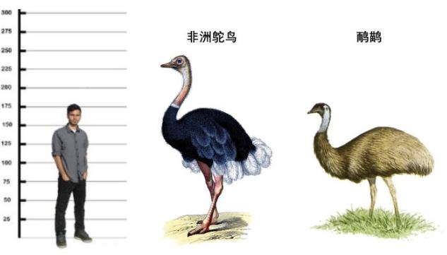 鸸鹋和鸵鸟什么区别,鸵鸟和鸸鹋在地球上生活多少年了