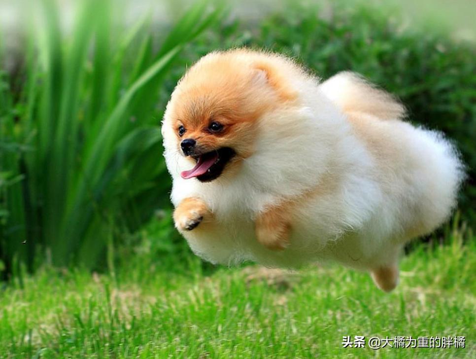 博美犬最怕三种东西,博美这几个部位不能打