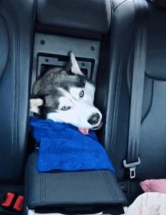 在野外发现甘蔗,在山里发现甘蔗