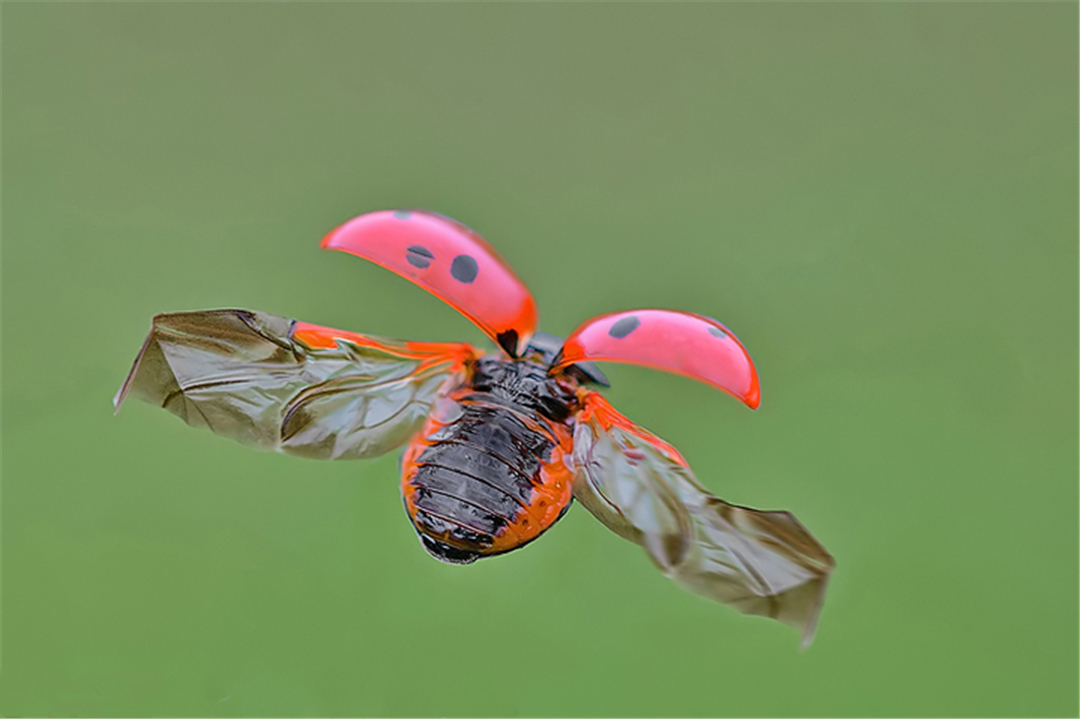 七星瓢虫一天可以吃几个蚜虫啊,七星瓢虫正在吃蚜虫图片