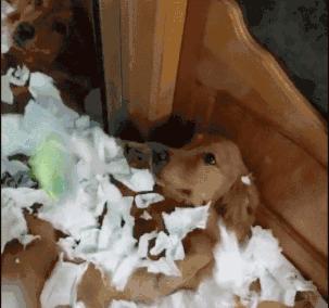 狗狗老是撕卫生纸怎么训,怎么让狗狗不再撕纸