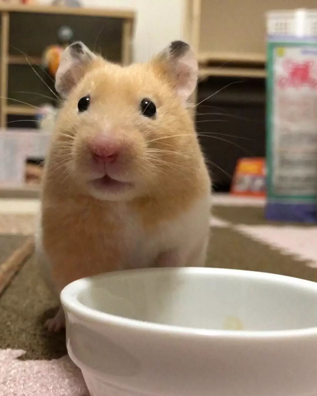 如何让仓鼠养成上厕所习惯,仓鼠用什么上厕所比较好