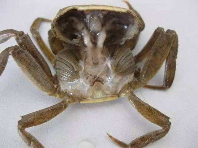 斑节对虾养殖过程中纤毛虫的危害,青蟹纤毛虫病图片及防治