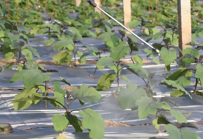 农作物叶面喷肥的危害,叶面肥喷的次数多了有药害吗