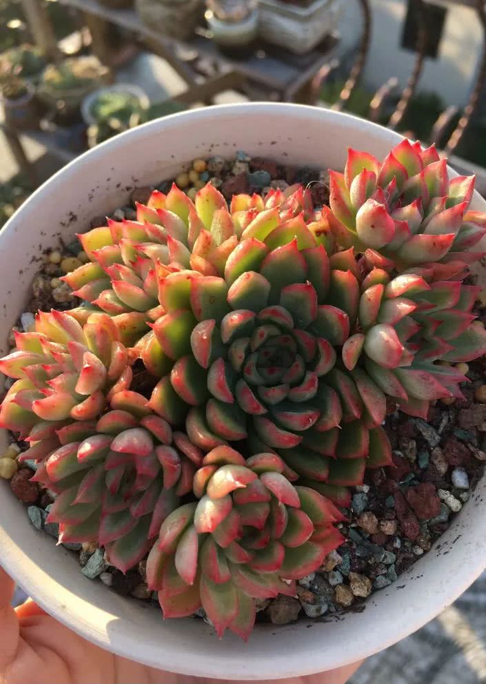 多肉从小养到大的过程,真爱的力量教程