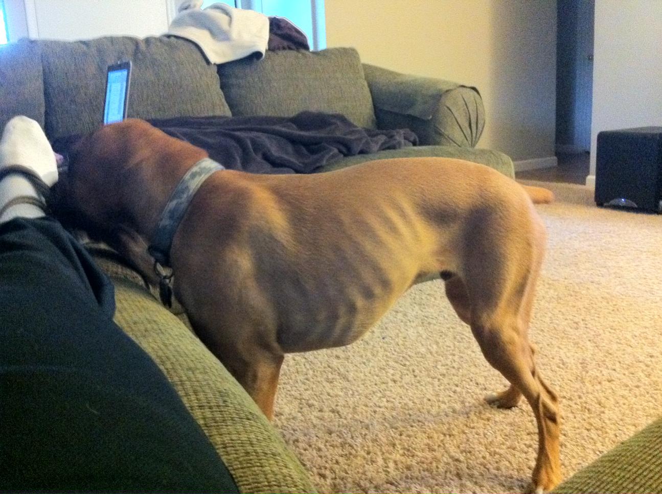 狗狗挑食怎么给狗狗喂得胖胖的,狗狗吃得少不胖怎么办