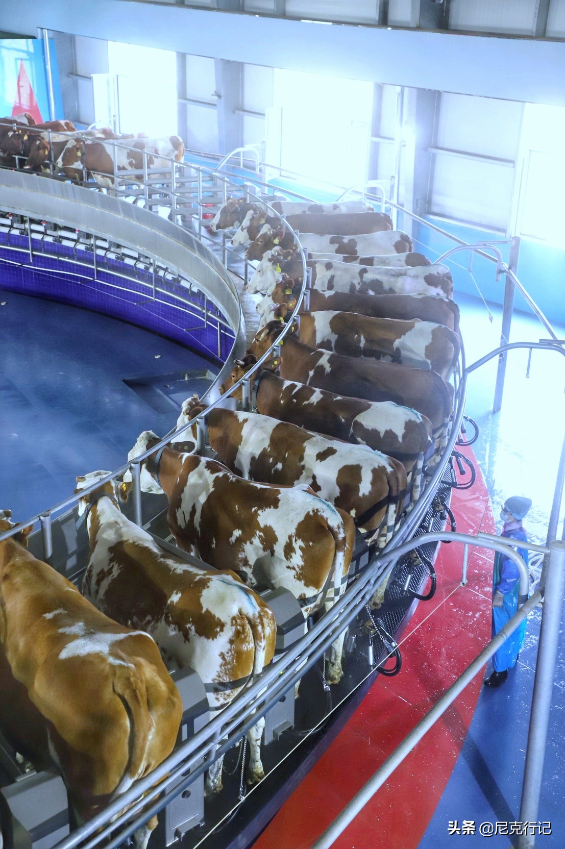 山东龙口之旅：4000头奶牛同时挤奶场面壮观，鲜奶的味道很特别