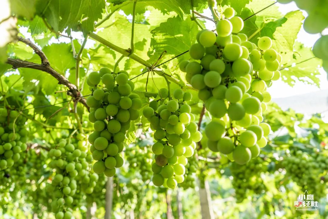 清徐酸辣口味,清徐是个温暖的城市