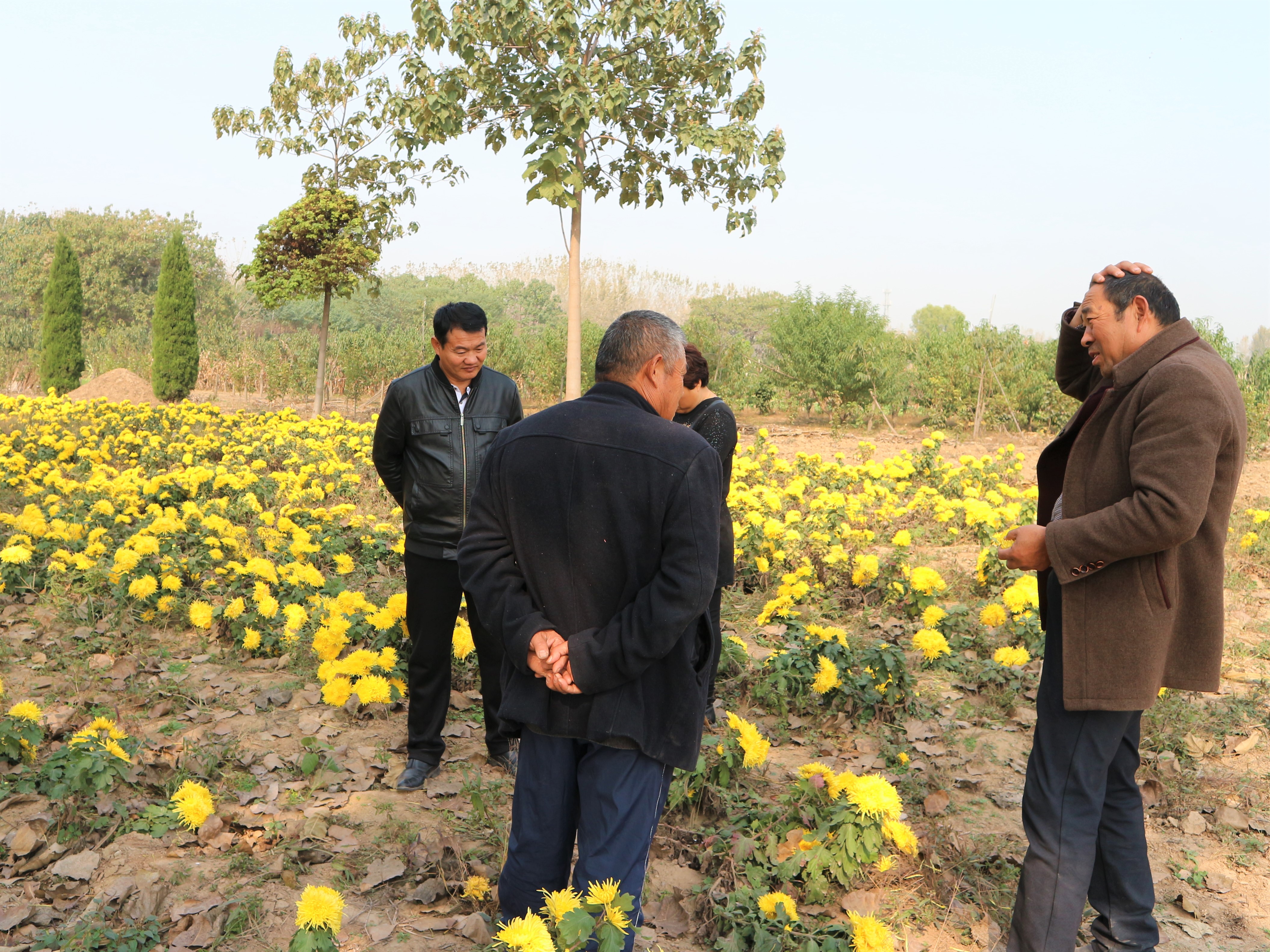 农民黄金价格多少,黄金种植挣10万