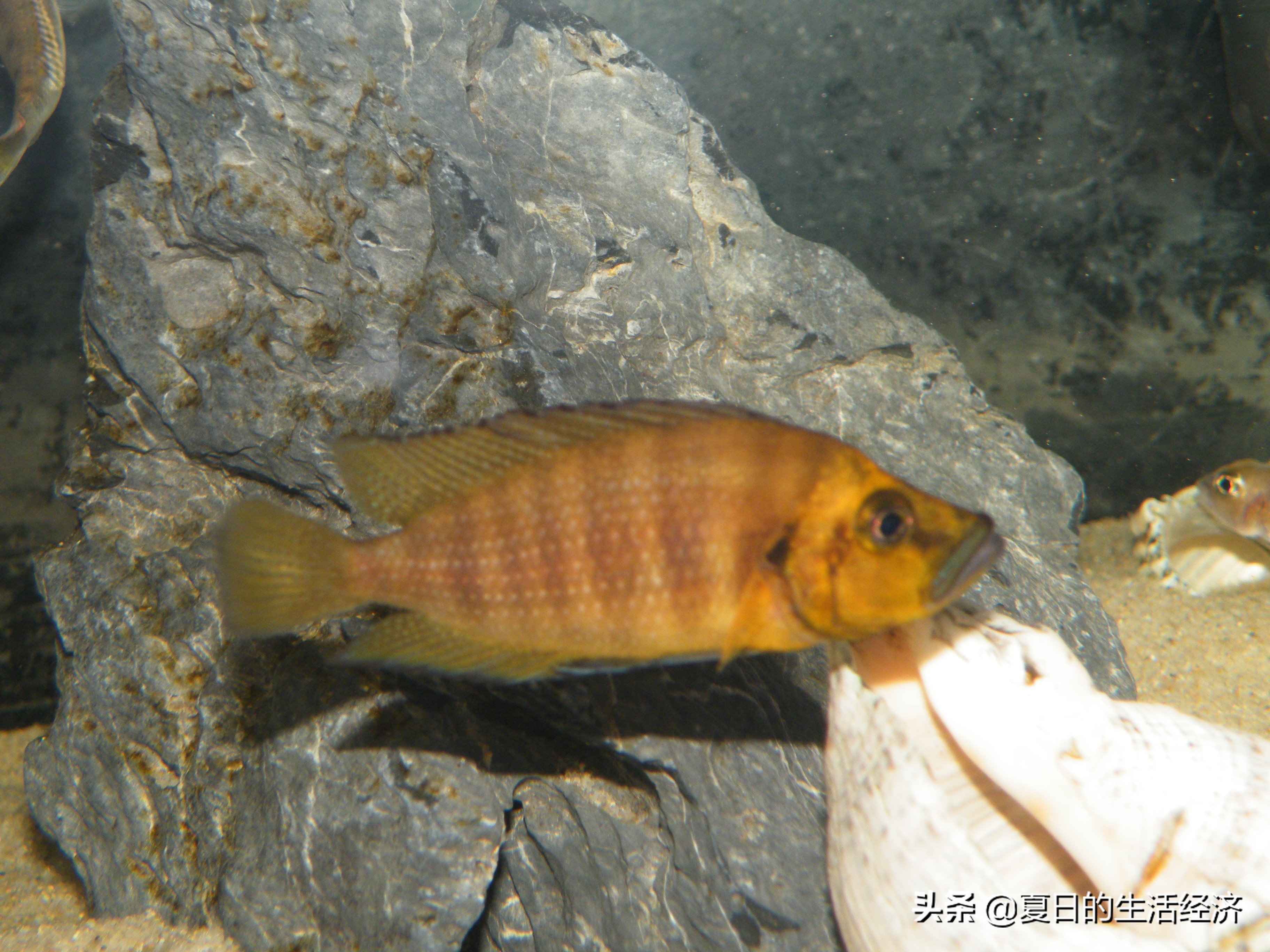 回忆三湖,三湖慈鲷纪念