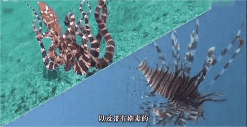拟态章鱼科幻般伪装全过程,顶级伪装大师拟态章鱼