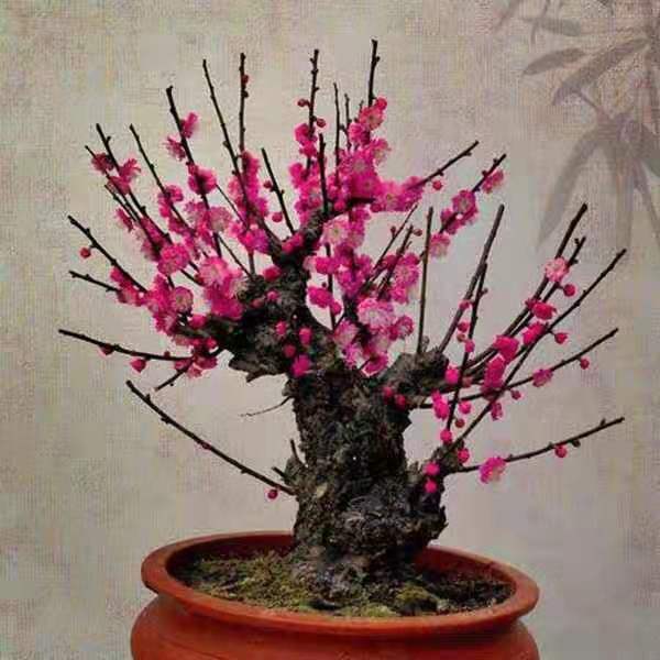 红梅盆景冬天怎样养护,耐寒的红梅盆景图片