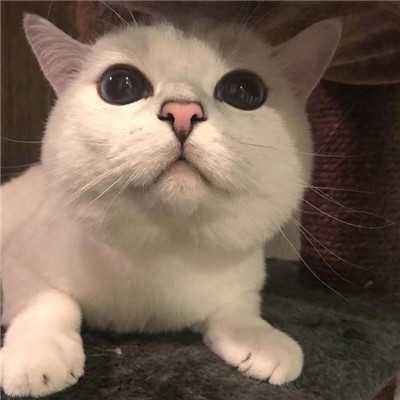 猫咪的性格应该分哪几类,怎么从猫的外表判断猫的性格