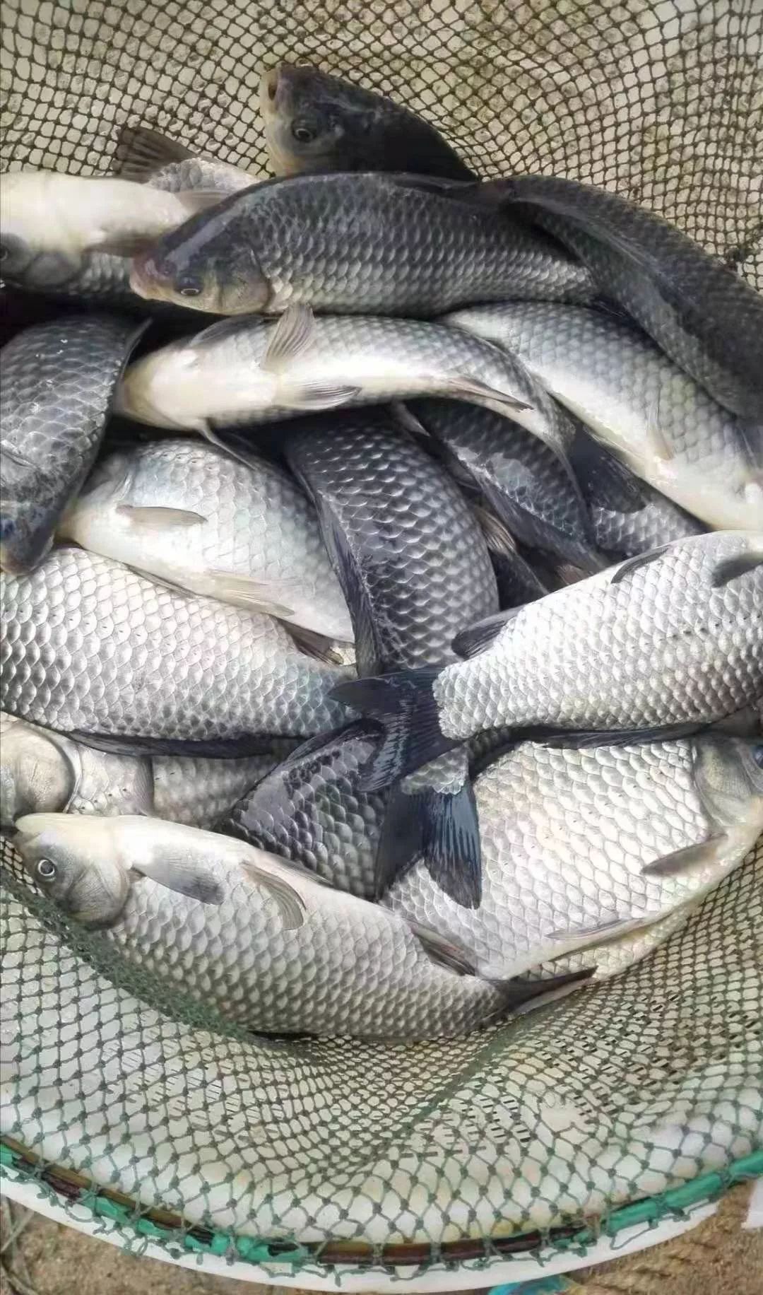 鱼价行情低迷,鱼价下跌