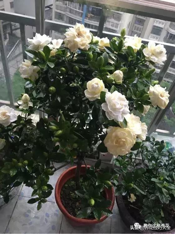 花土是碱性用什么肥,怎么知道花土是酸性还是碱性