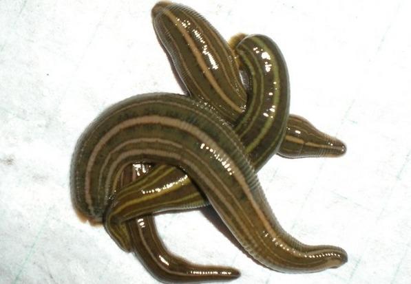 为什么人们不敢在亚马逊河游泳,亚马逊河多可怕没有一座桥