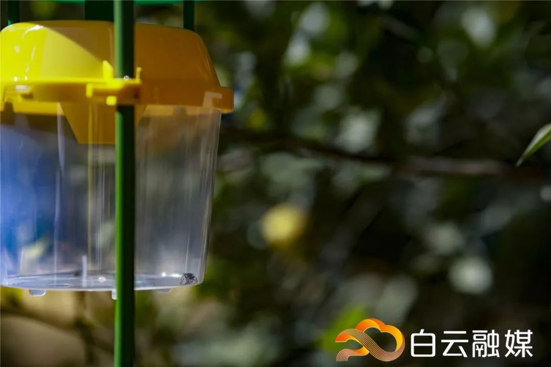 稻谷生飞蛾有哪些土方法防治,粮仓谷子有飞蛾怎么处理