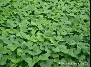 种地顺口溜大全集,种地忙顺口溜