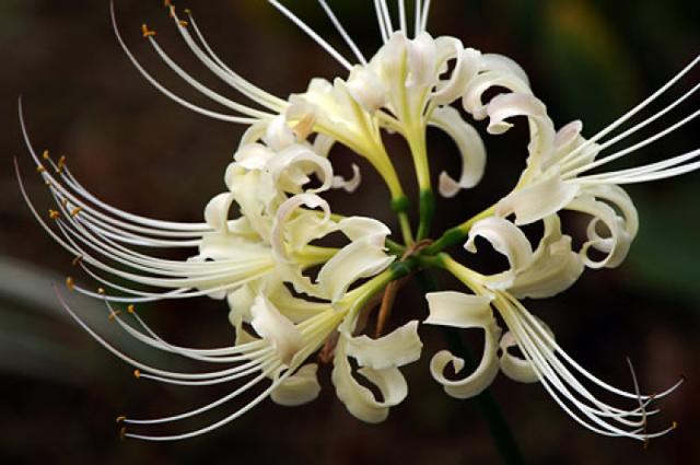 黄泉路上最美的风景，总能触动我内心最敏感的神经