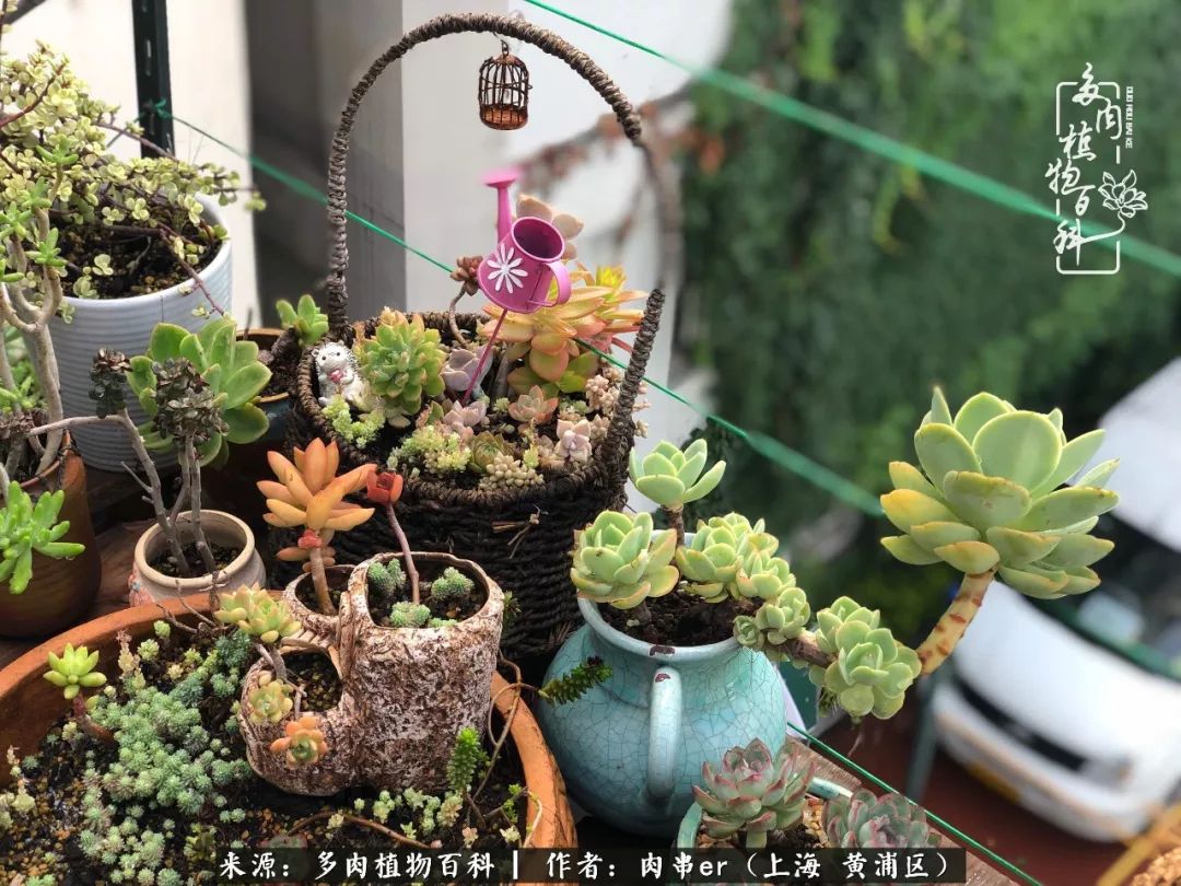 怎么用原相机拍多肉更好看,多肉怎么拍摄好看