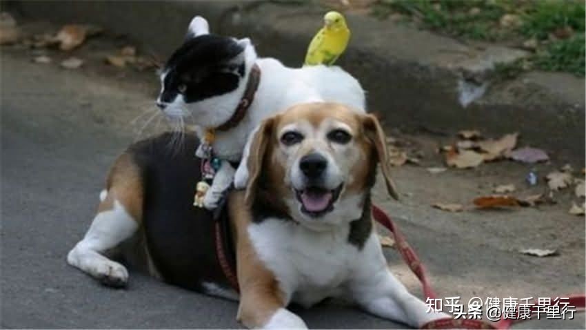 宠物源病的消毒方法