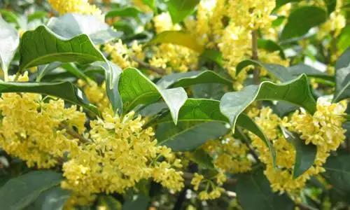 养桂花的三大忌,养桂花的十大禁忌