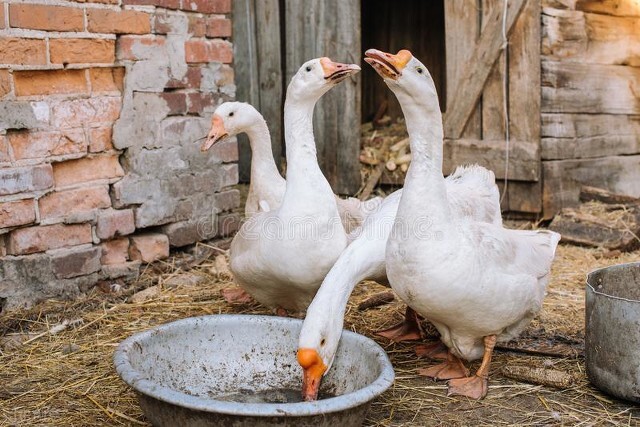 驱蛇的民间故事,农村有效的驱蛇或除蛇方法