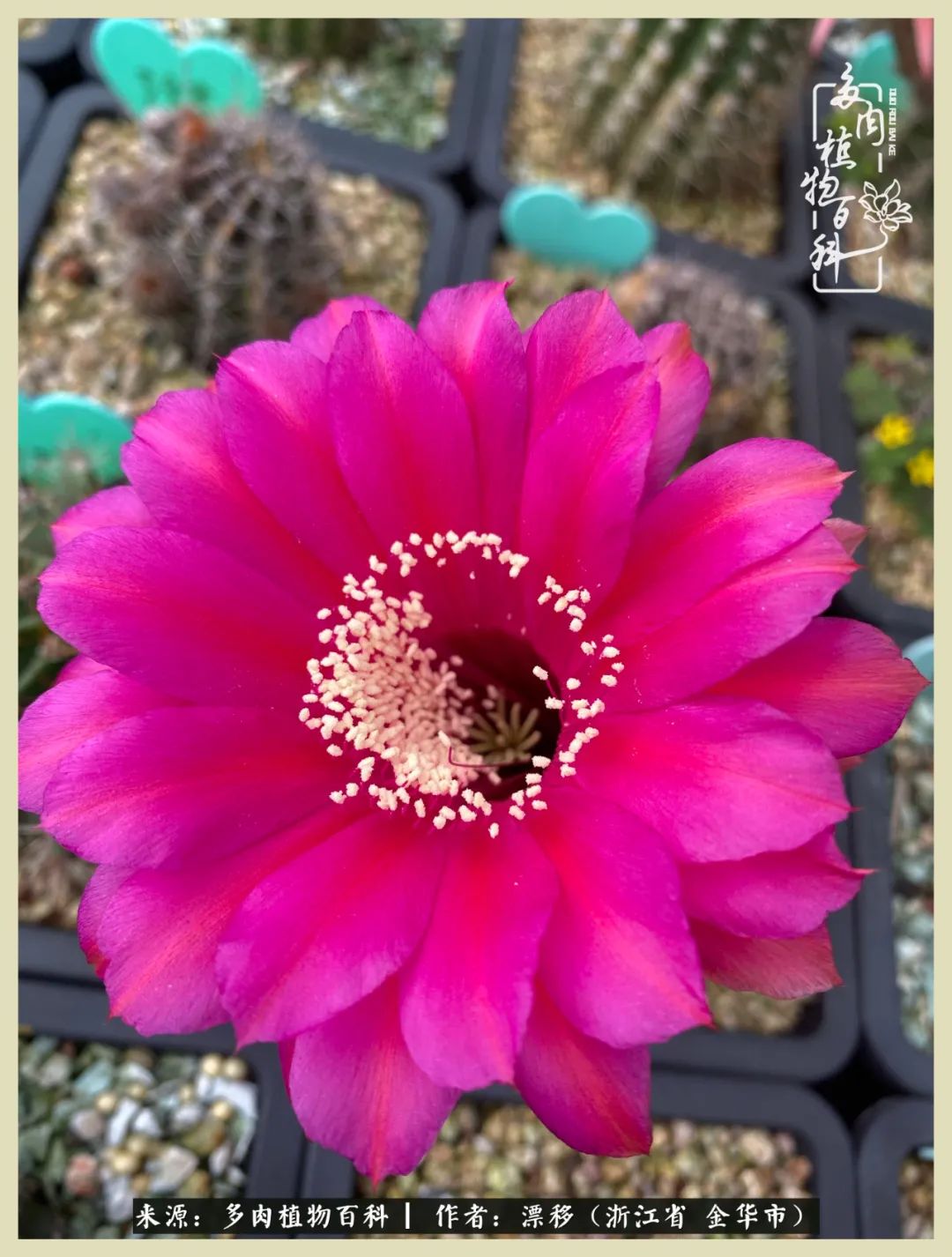 仙人球开花并散发着香味,仙人球花盛开吐露芬芳