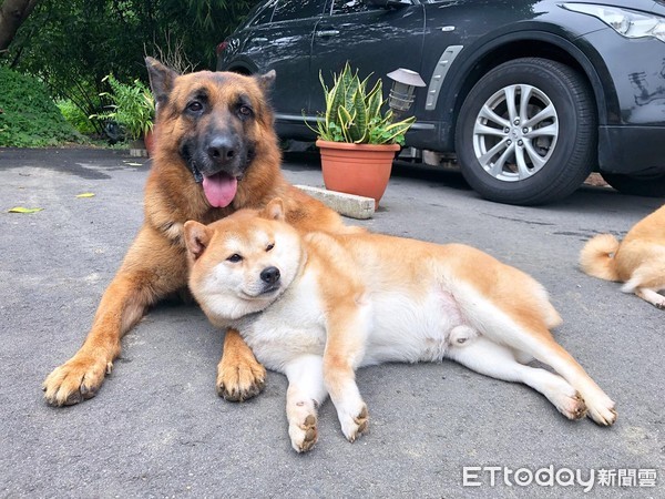 柴被念完突消失！　爸找半天发现它塞鱼缸自关禁闭笑翻