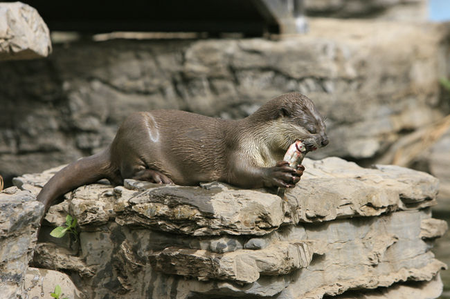 小爪水獭动物园,唐朝动物园小水獭