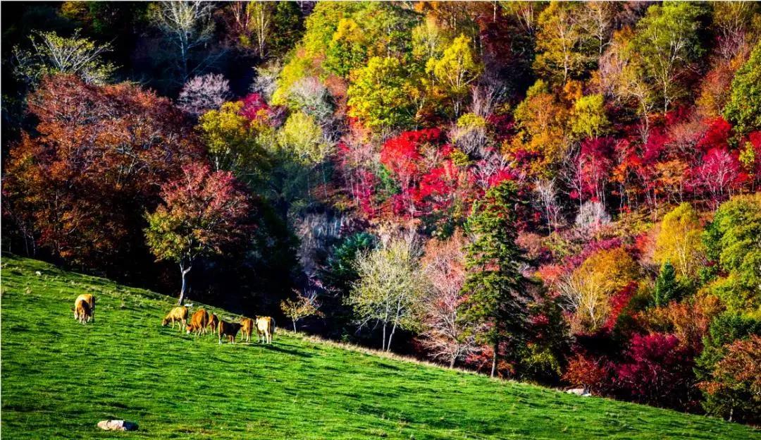假期逛景区一大波优惠等着您,景点优惠活动视频