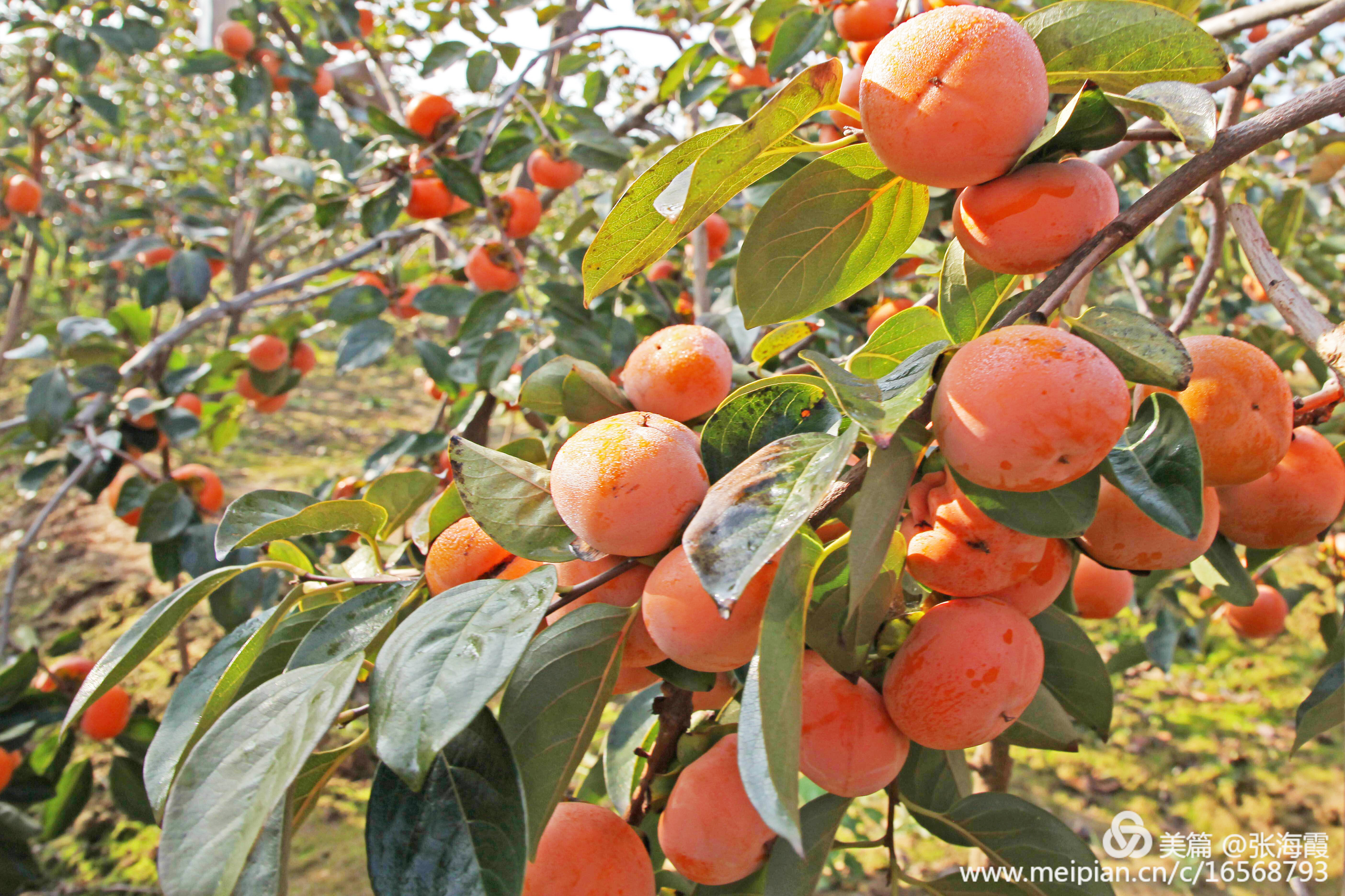 这一宝被称为“果中圣品”这些食用要点，值得一看