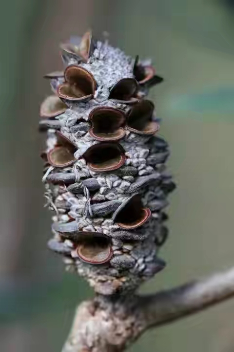 世界十大珍贵的植物图片,世界上罕见的名贵植物图片