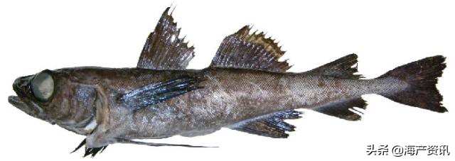 真鳕鱼科普,真鳕银鳕黑鳕鱼