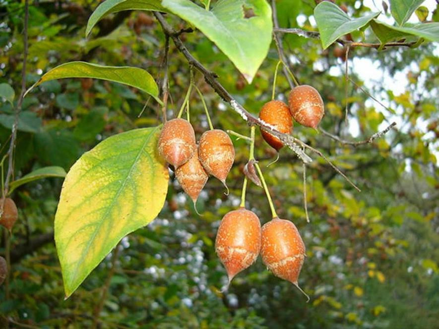 百种味道的果子,四季百种果子图片