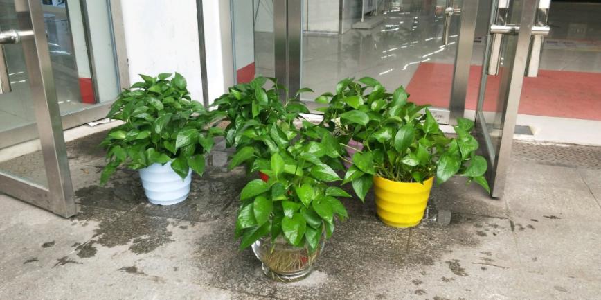 南方怎么养好绿萝花卉盆栽,绿萝大盆栽图片大全