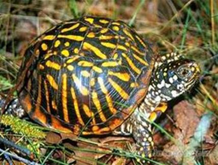 水陆两栖龟选什么龟,水陆两栖龟陆龟怎么区别