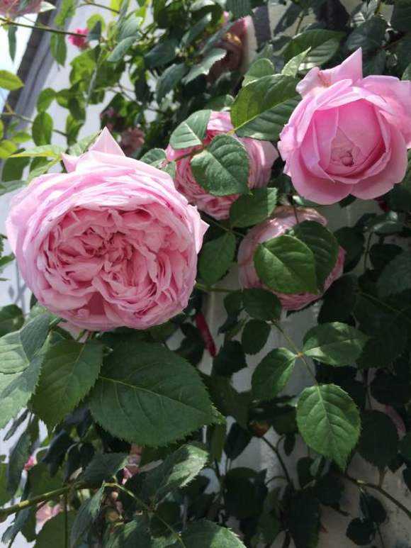 藤本月季自由精神的优缺点,藤本月季自由精神