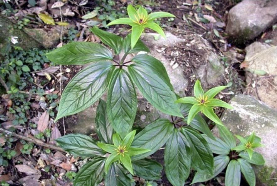 在竹林，生长着“1种草”，被称为“重台”，别去踩它，太少见