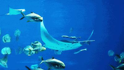 广州长隆儿童欢乐世界春节,广州长隆欢乐世界春游儿童玩什么