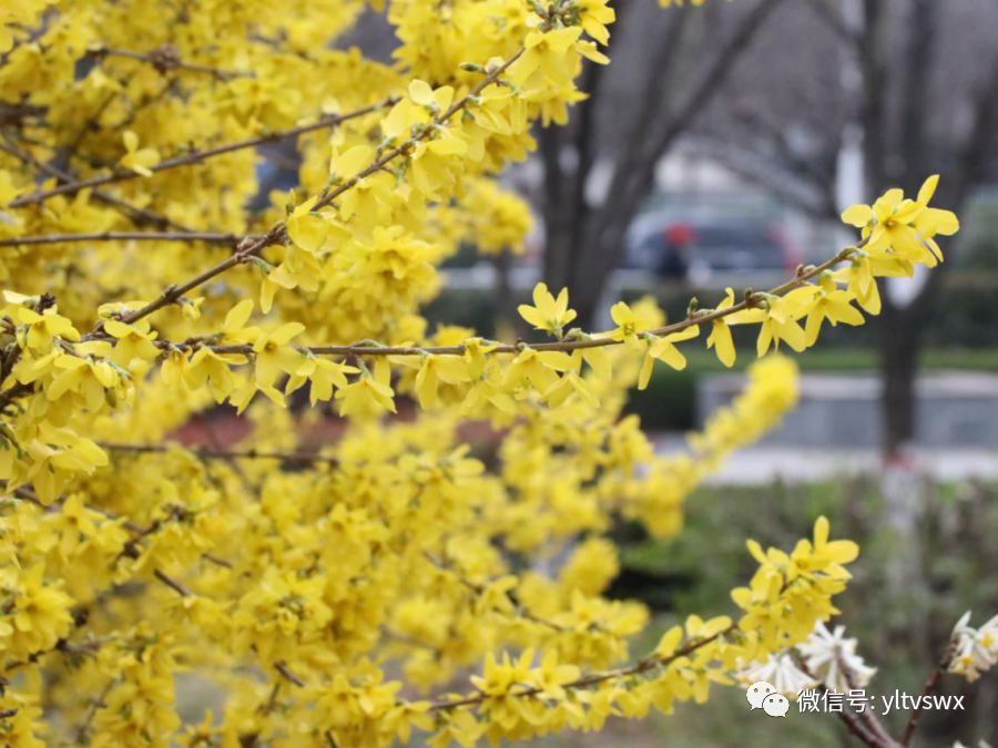 杨凌现状,杨凌最新照片