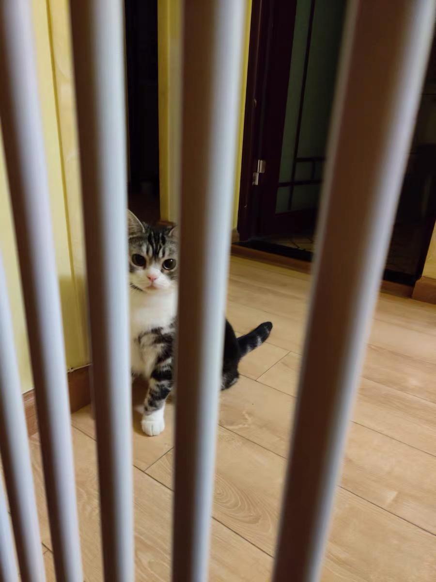 接猫咪回家前家里用什么打扫,接猫咪回家防止应激