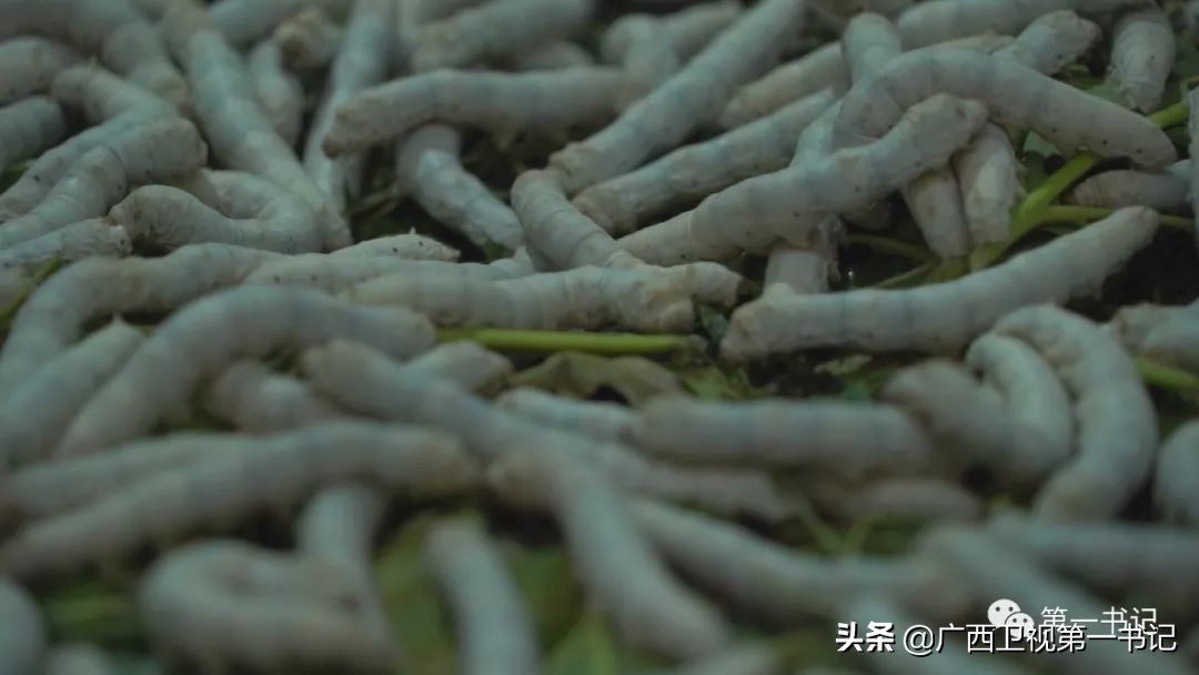 娉楁按鑴辫传鏀诲潥,娴庡畞娉楁按鎵惰传