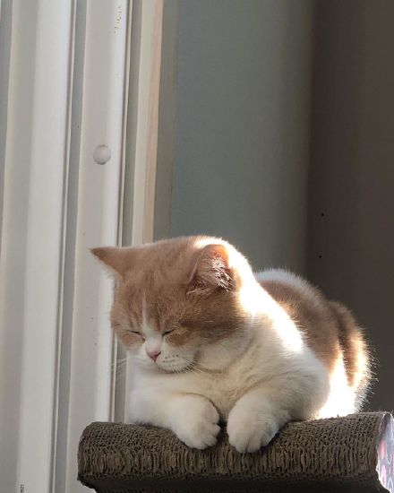 这只乳白英短，在摄影师主子镜头前，竟然活成了贵妃相，美翻了