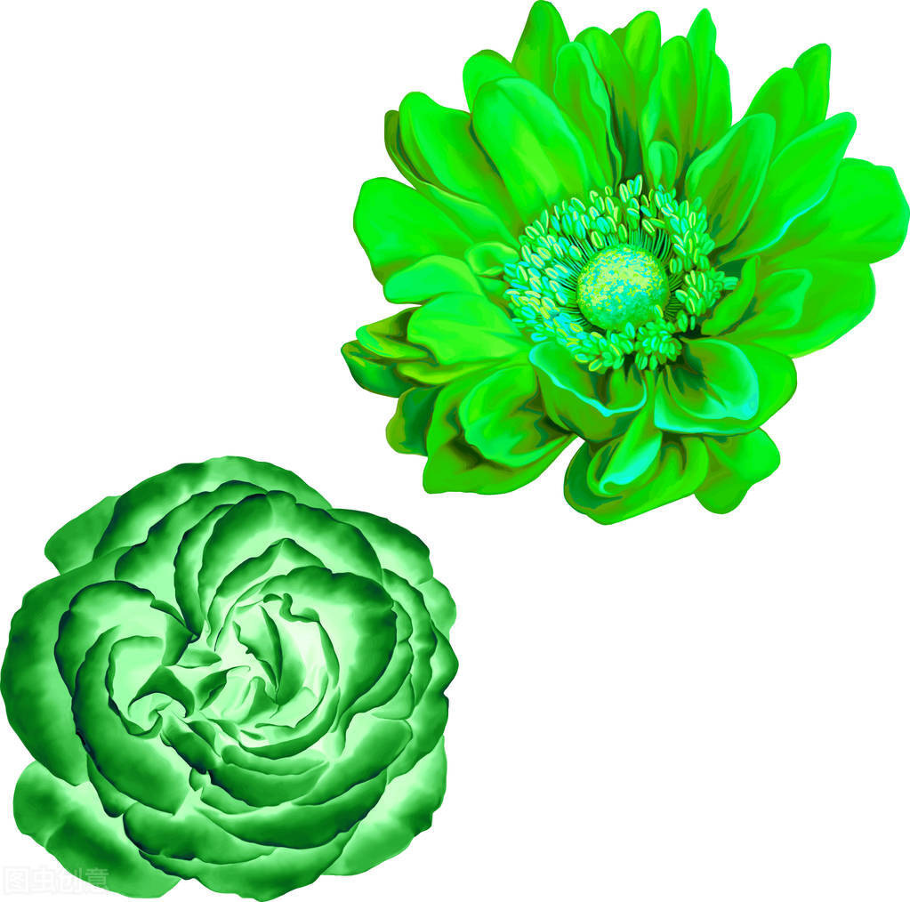 香槟玫瑰的花语是什么,玫瑰的花语是什么大全